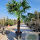 Trachycarpus fortunei 150 cm stam container