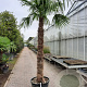 Trachycarpus fortunei 220 cm stam container