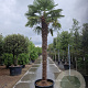 Trachycarpus fortunei 280 cm stam container