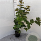 Viburnum opulus 40-60 cm 2,0L