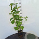 Viburnum opulus 40-60 cm 2,0L