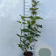Viburnum opulus 60-80 cm 2,0L