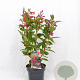 Weigela Big Love 30-40 cm 3,0L
