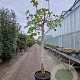 Ficus carica 180 cm stam container 30-35