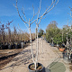Ficus carica 250-300 cm container meerstammig 3 stam