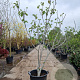 Ficus carica 250-300 cm container meerstammig