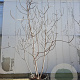 Ficus carica 300-350 cm container meerstammig