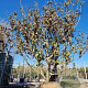 Ficus carica 350-400 cm draadkluit meerstammig bijenkorf