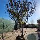Ficus carica 400-450 cm draadkluit solitair vanaf 2