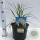 Cortaderia selloana 40-50 cm 4,0L