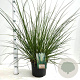 Cortaderia s. 'Evita' 60-80 cm 4,0L