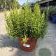 Rosmarinus officinalis GM C5