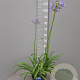 Agapanthus 'Dr Brouwer' GM C3
