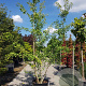 Ginkgo biloba 300-350 cm container meerstammig