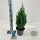 Juniperus chin. 'Stricta' 25-30 cm 3,0L