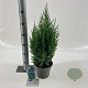 Juniperus chin. 'Stricta' 25-30 cm 3,0L