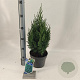Juniperus chin. 'Stricta' 25-30 cm 3,0L
