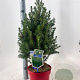 Picea gl. 'December' 50-60 cm 3,0L