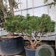 Pinus nigra Brepo 100-125 cm container piramide