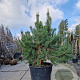 Pinus sylvestris 150-175 cm container meerstammig