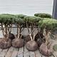 Pinus sylv. 'Watereri' 80-100 cm draadkluit meerstammig