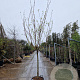 Prunus armeniaca 100 cm stam container 14-16