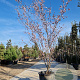 Prunus cer. 'Pissardii' 250-300 cm container meerstammig