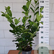 Prunus I. 'Rotundifolia' 80-100 cm 5,0L