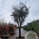 Quercus ilex rotundifolia 100 cm stam container