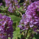 Buddleja 'Blue Chip' GM C3