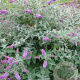 Buddleja 'Blue Chip' GM C3