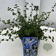 Ceanothus thyrsiflorus repens 20-25 cm 2,0L