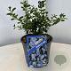 Ceanothus thyrsiflorus repens 20-25 cm 2,0L