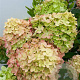 Hydrangea pan. Little Lime GM C3