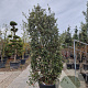 Quercus ilex 250-300 cm cont. 150L meerstammig