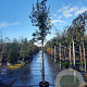 Quercus ilex 10-12 HO 35L