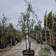 Quercus suber 250-300 cm cont. 130L meerstammig