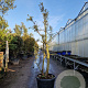 Quercus suber 250-300 cm cont. 130L meerstammig