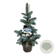 Picea pungens 'Koster' 40-50 cm 5,0L