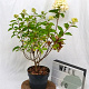 Hydrangea pan. Graffiti 30-40 cm 3,0L