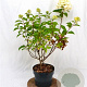 Hydrangea pan. Graffiti 30-40 cm 3,0L