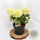 Hydrangea pan. Little Spooky 30-40 cm 3,0L