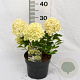 Hydrangea pan. Little Spooky 30-40 cm 3,0L