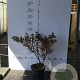 Spiraea betulifolia 'Tor' 40-50 cm 5,0L