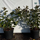 Weigela florida 'Tango' 40-50 cm 2,0L