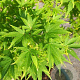 Acer pal. 'Sangokaku' 175-200 cm 50L