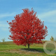 Acer rubrum 'Franksred' 400-450 cm cont. 130L
