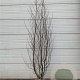 Alnus glutinosa 200-250 cm met kluit solitair