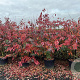 Amelanchier lamarckii 175-200 cm cont. 70L