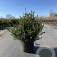 Buxus micr. 'Faulkner' 40-60 cm 20L